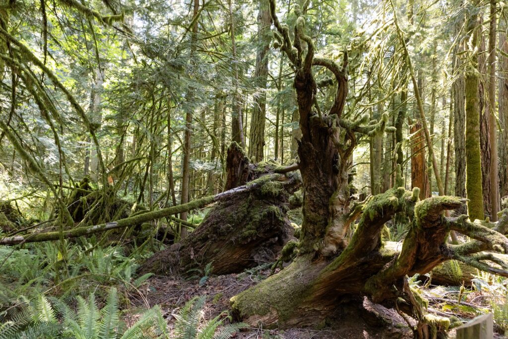 Vancouver Island, Cathedral Grove, rainforest, trees, MacMillan Park, British Columbia, Forest Moon of Endor, moss