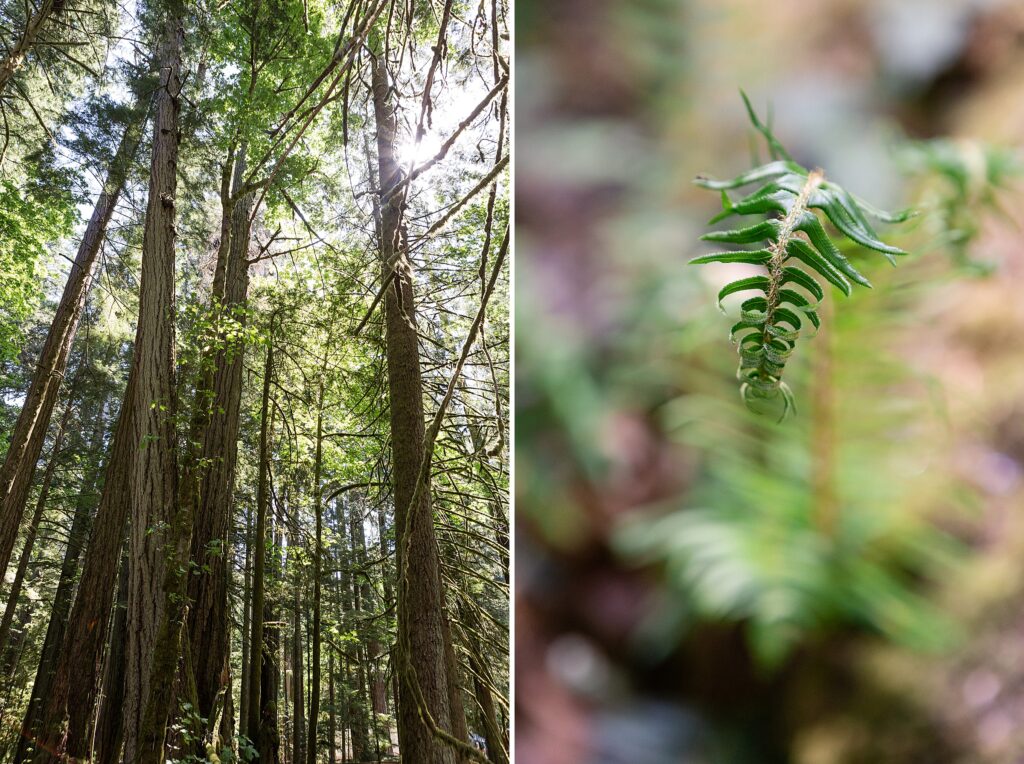 Cathedral Grove, rainforest, trees, MacMillan Park, Canada, British Columbia, forest, fern