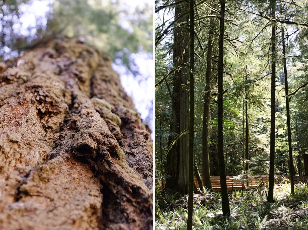 Cathedral Grove, rainforest, trees, MacMillan Park, Canada, British Columbia, forest, bark
