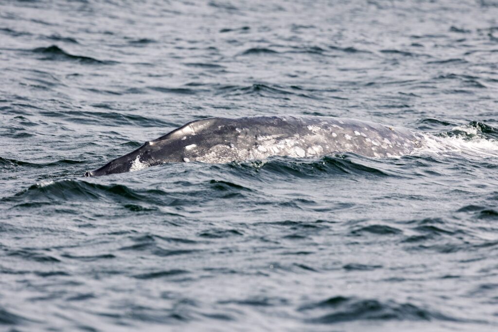 Pacific Ocean, Tofino, Grey whale, Adventure Tofino Wildlife Tours, whale tour