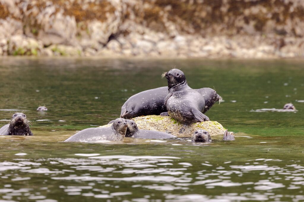 Pacific Ocean, Tofino, harbor seals, Canadian wildlife, Adventure Tofino Wildlife Tours