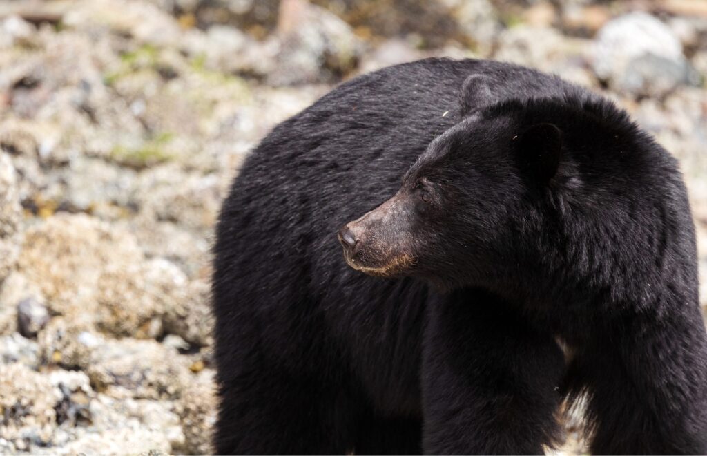 Vancouver Island, Canada, British Columbia, Pacific Ocean, Tofino, black bear, Vancouver bear, Adventure Tofino Wildlife Tours, bear tour