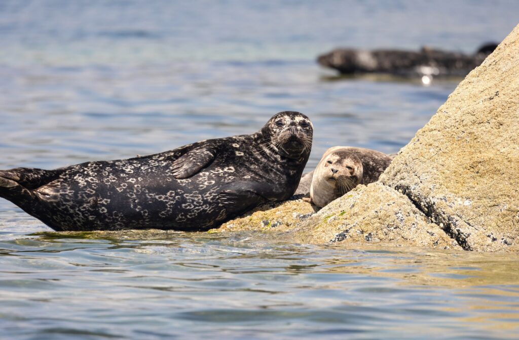 Tofino, harbor seal, seal pup, seal fur, Adventure Tofino Wildlife Tours