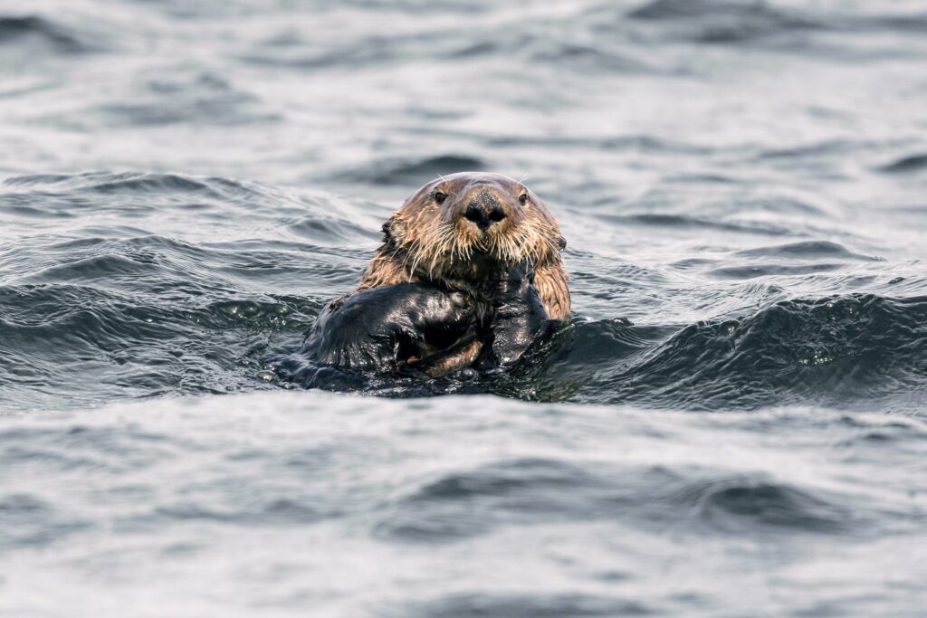 British Columbia, Pacific Ocean, Tofino, harbor, sea otter, marine life