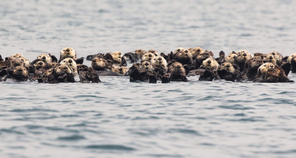 British Columbia, Pacific Ocean, Tofino, harbor, sea otter, raft of otters, Adventure Tofino Wildlife Tours