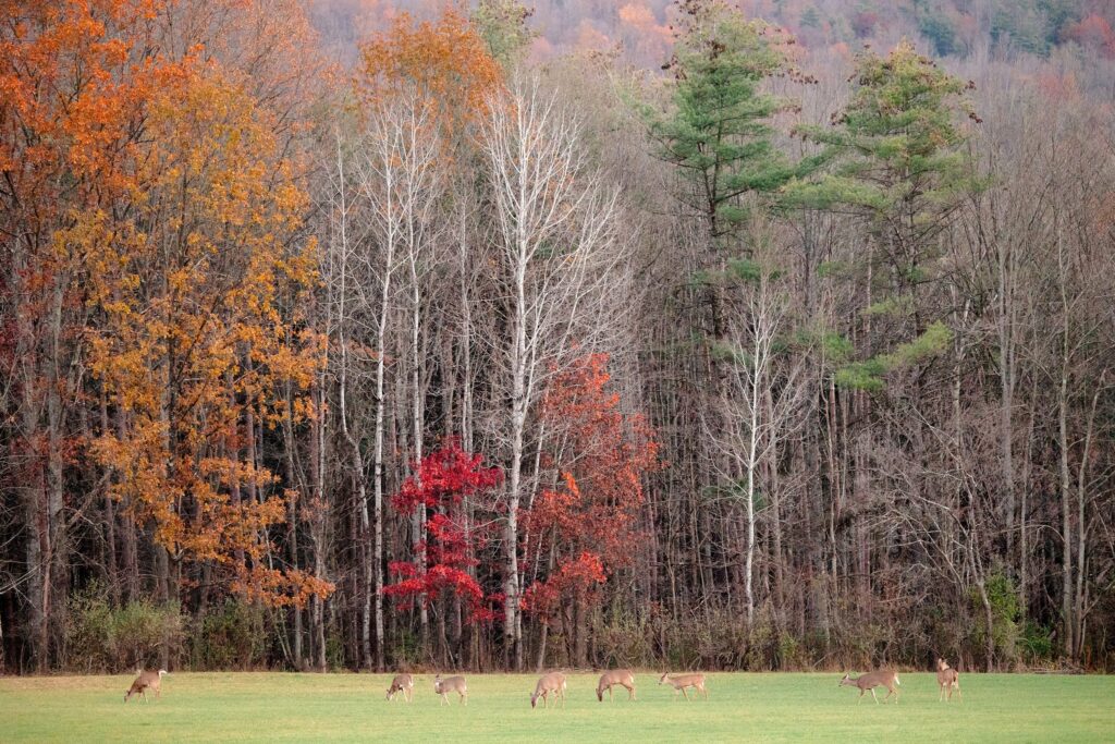 fall wedding venue, White Hollow Acres, New York state, autumn, white tailed deer, wildlife 